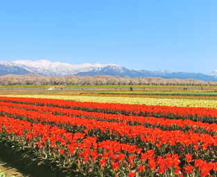 富山県朝日町 春の四重奏